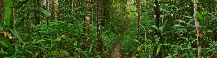 Jungle of guyana